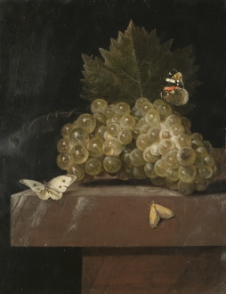 Grapes and Insects
