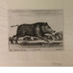Diversi Animali: Wild boar