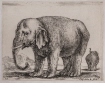 Diversi Animali: Elephant