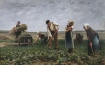 Hoeing White Beets in Picardy